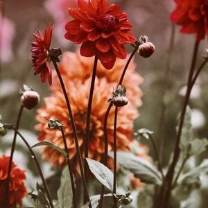 Meet your Posher, Kerri